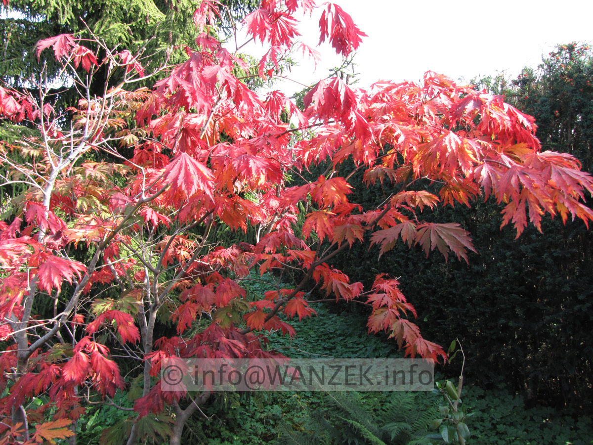 Acer japonicum Aconitifolium Herbst3.JPG